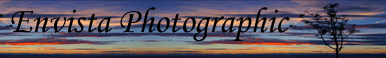 Banner containing the text Envista Photographic with a sunset image with a tree in silhouette