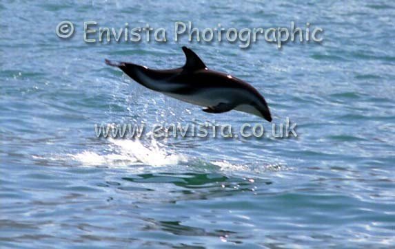 Dusky Dolphin