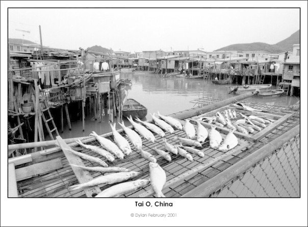 Tai O Fish