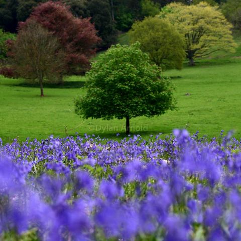 Bluebells