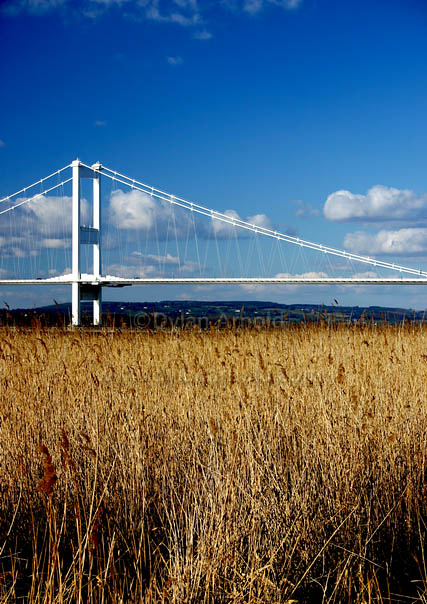 Severn Bridge and Reeds