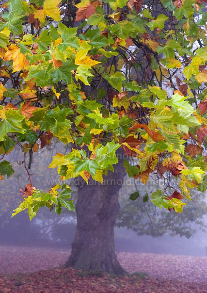 Autumn Tree in the Mist