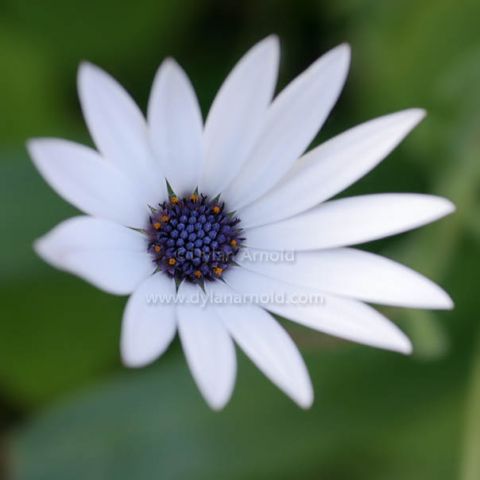 South African Daisy