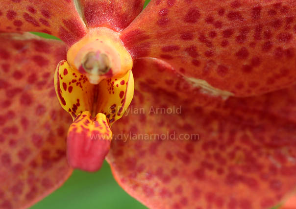 Orchid