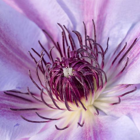 Purple Clematis