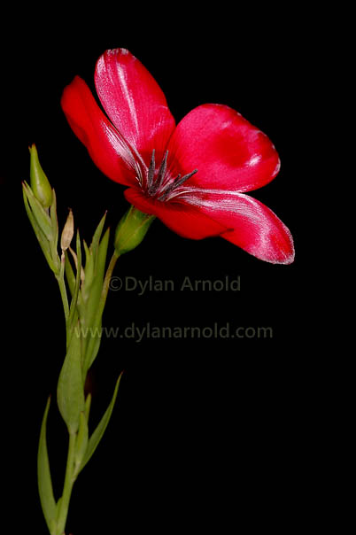 Red Flax