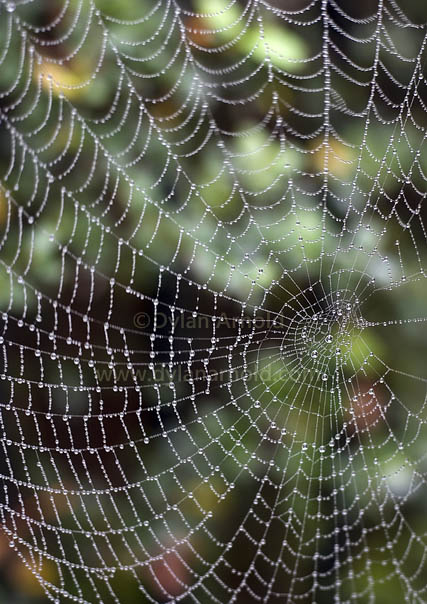 Cobweb