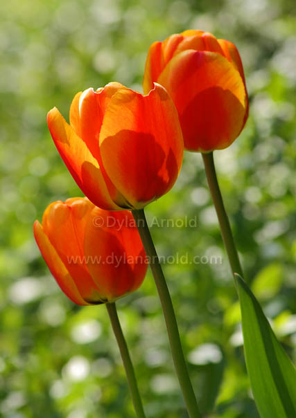 Tulips