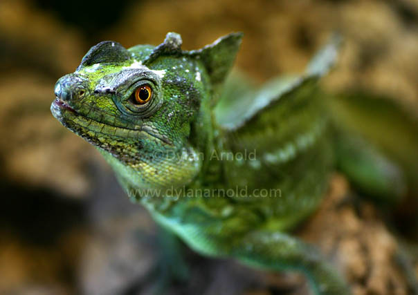 Plumed Basilisk