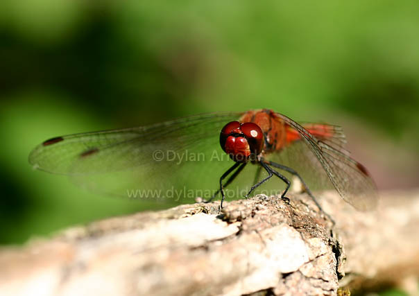Dragonfly Front View